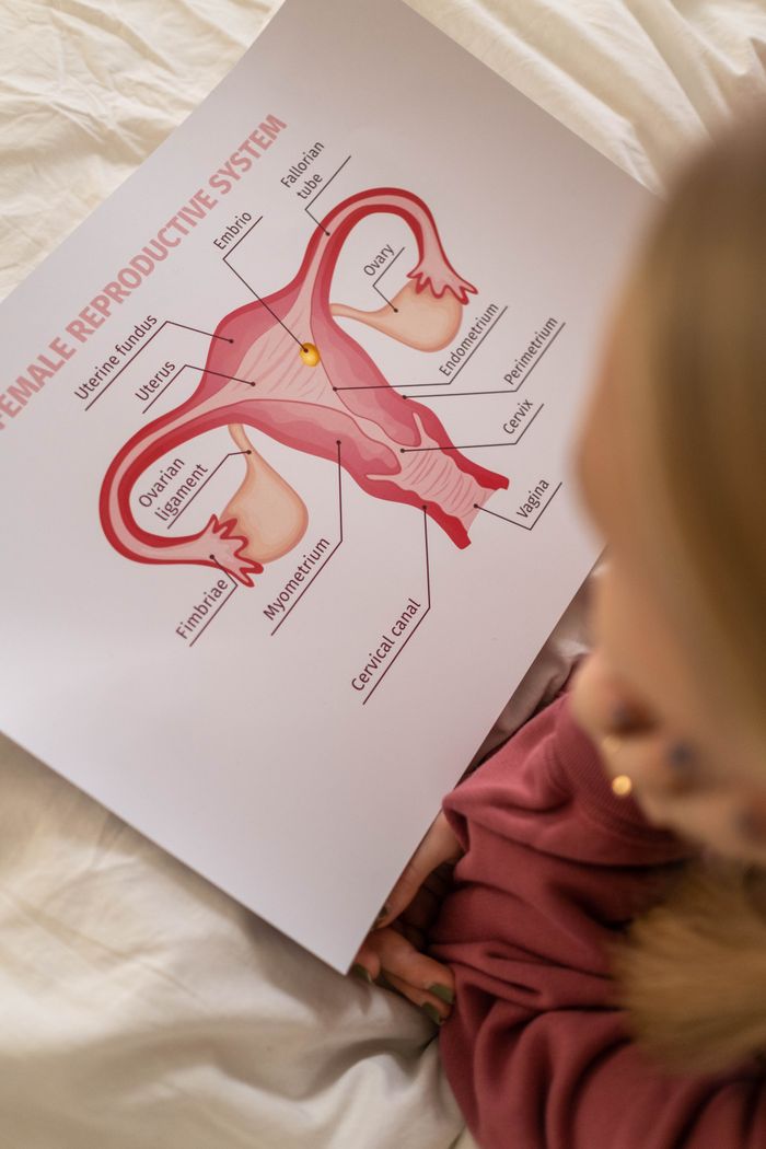hero-img-02 A detailed educational chart depicting the anatomy of the female reproductive system viewed from above.